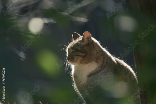 bask in the sun
