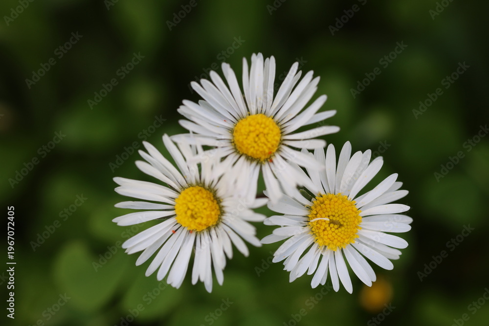 Fototapeta premium top view of wild daisy flowers in the field in spring