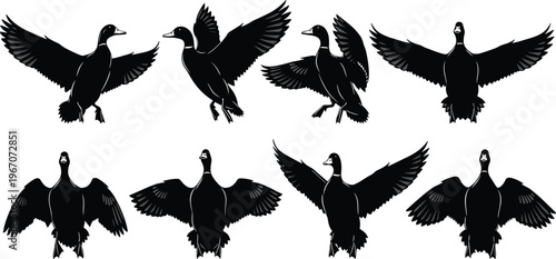Flying duck silhouette sequence, bird wings spread, waterfowl motion, wildlife illustration, flying bird set, duck flight, avian movement, nature