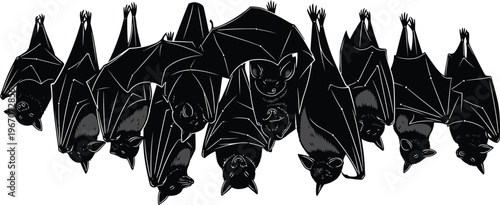 Cluster of hanging bats silhouette with white background with cave dweller with graphic resource with wild animal