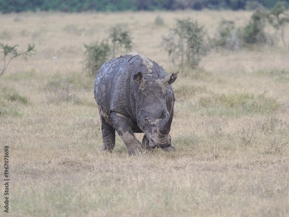 Obraz premium A white rhinoceros walks across dry ground in its natural African habitat. The image highlights the animal’s massive body, thick skin, and iconic horn, symbolizing strength, survival, and wildlife con