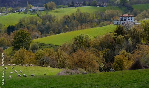 Fotografia Green meadows and sheep in Urnieta, spring.
