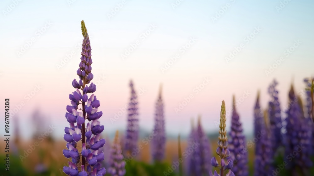 Obraz premium Purple lupine flower blooming in meadow at sunset. Wild lupinus field in summer evening. Beautiful nature landscape with soft light and blurred background for meditation and relaxation.