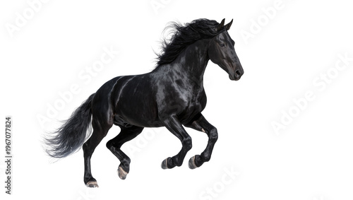 Majestic black horse with flowing mane and tail, galloping dynamically isolated on transparent background