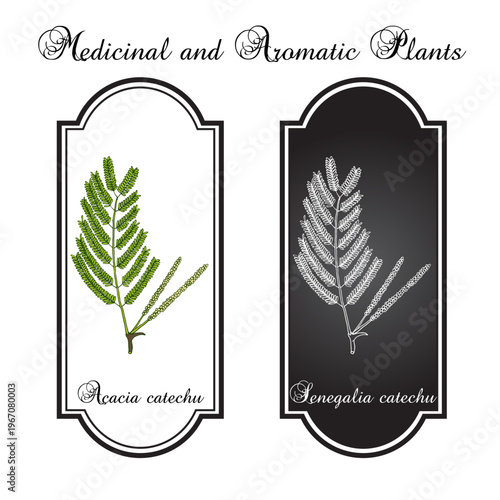 Acacia catechu (Senegalia catechu), medicinal plant. Hand drawn botanical vector illustration