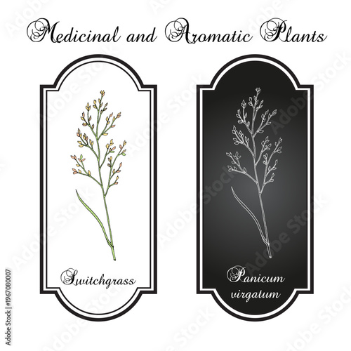 Switch Grass (Panicum virgatum), bio-fuel plant. Hand drawn vector illustration