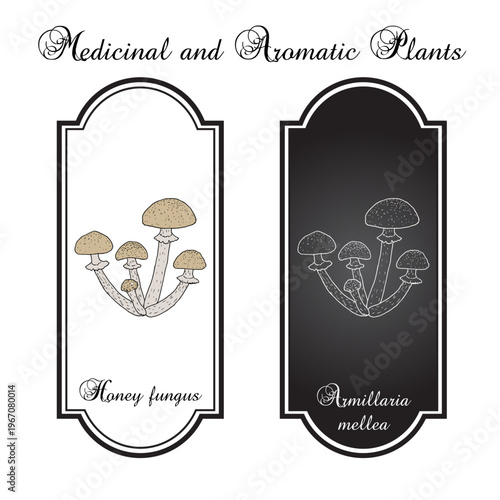 Honey fungus (Armillaria mellea), edible mushroom. Hand drawn botanical vector illustration