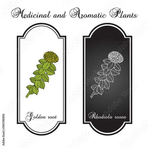 Golden Root (rhodiola rosea), medicinal plant. Hand drawn botanical vector illustration