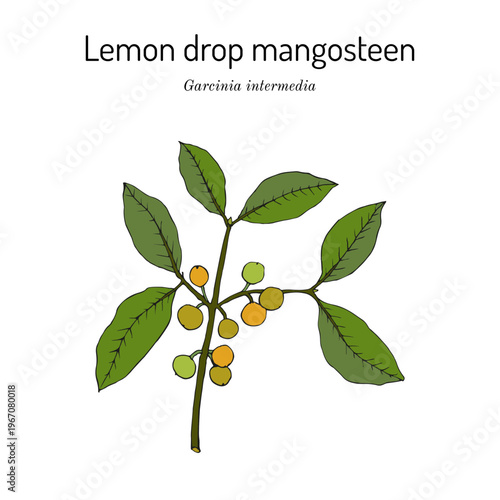 Lemon drop mangosteen (Garcinia intermedia), edible and ornamental plant. Hand drawn botanical vector illustration