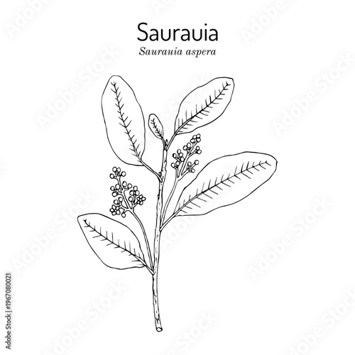 Saurauia (Saurauia aspera), edible and medicinal plant. Hand drawn botanical vector illustration
