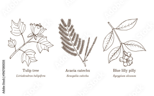 Collection of edible and medicinal plants. Hand drawn botanical vector illustration