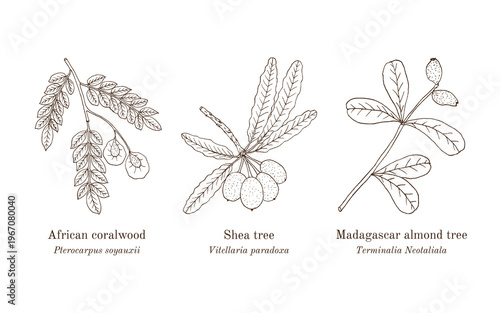 Collection of edible and medicinal plants. Hand drawn botanical vector illustration