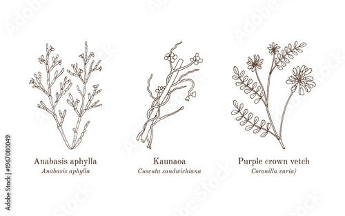 Collection of edible and medicinal plants. Hand drawn botanical vector illustration