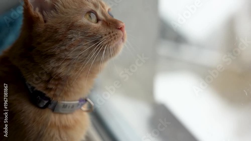 The orange cat looking out the window at the snow.