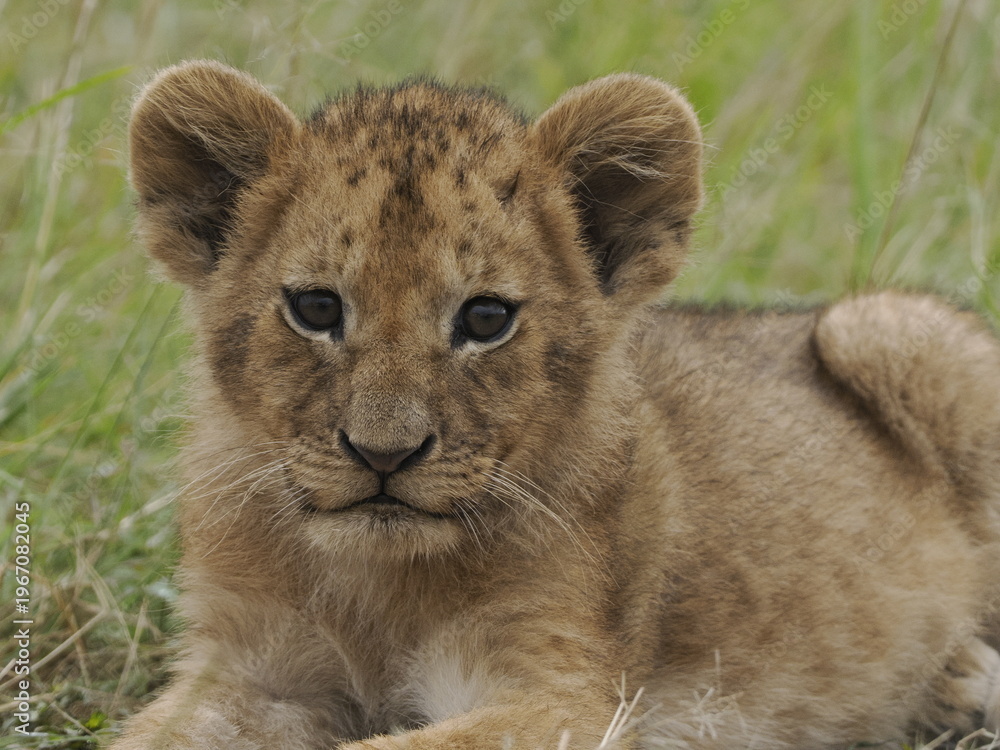 Obraz premium lion cubs rest side by side in the African savanna, with an adult lioness in the background. The image captures family bonding, early life stages, and the gentle side of one of the most powerful preda