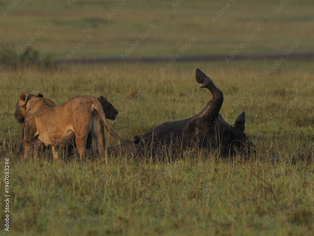 Obraz premium A lioness standing alert and facing a warthog in tall savannah grass. The image captures a tense wildlife moment in the African plains, suggesting predator-prey interaction within a natural ecosystem 