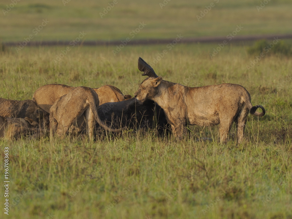 Fototapeta premium A lioness standing alert and facing a warthog in tall savannah grass. The image captures a tense wildlife moment in the African plains, suggesting predator-prey interaction within a natural ecosystem 