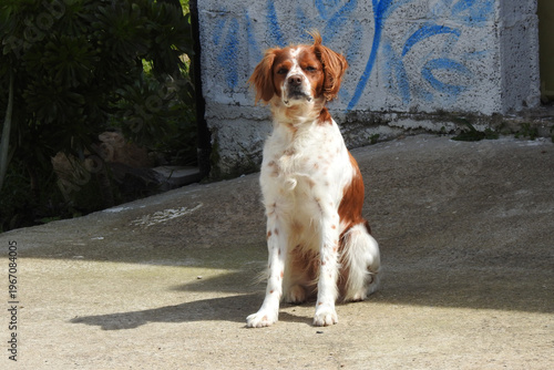 Spaniel breton, Brittany spaniel
