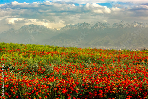 Photography Blooming red poppy fields with mountain landscape in the background in Kazakhstan