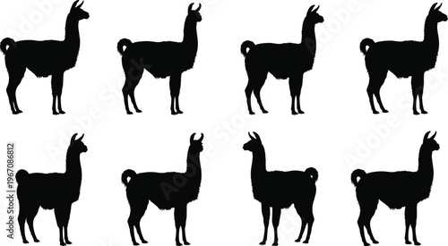 Llama silhouettes set, alpaca outline collection, farm animal vector, black isolated design, multiple poses, livestock illustration, minimal background