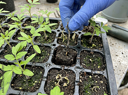 Gardener removing a dead or diseased seedling from a nursery tray.