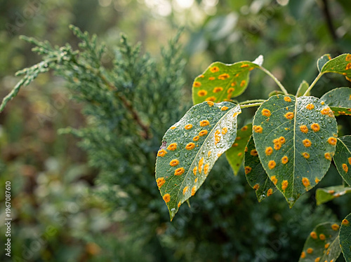 Pear rust fungus on raindrops-covered green leaves with juniper in the background