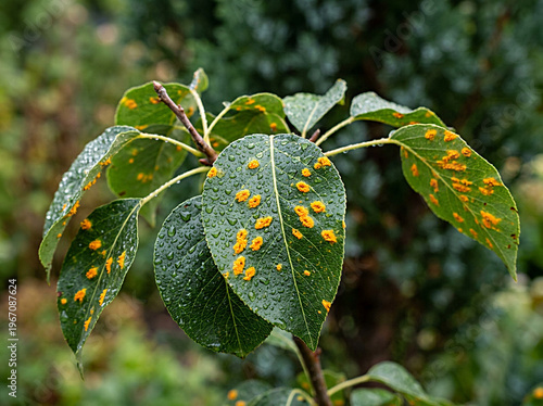 Pear rust fungus on raindrops-covered green leaves with juniper in the background