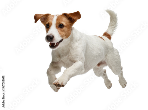 Obraz na plátne Playful Jack Russell Terrier dog, full body shot of a happy pet jumping mid-air,