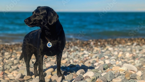 Εκτύπωση καμβά A professional portrait of a sleek black dog posing on a coastal shingle beach
