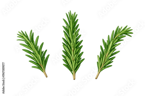 Rosemary branches presenting aromatic herb for cooking