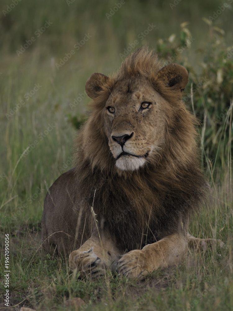 Fototapeta premium A powerful male lion resting in the African savanna, captured in a calm and alert pose. The image emphasizes strength, authority, and natural beauty, representing one of the most iconic predators in i