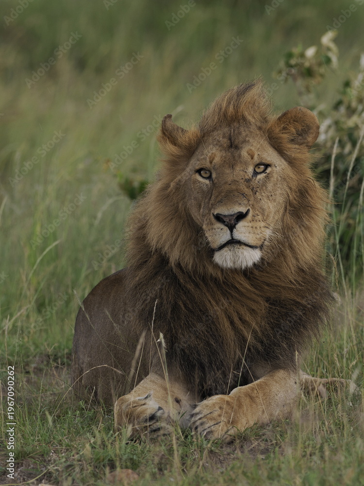 Obraz premium A majestic male lion resting calmly in tall grass in the African savanna. The image captures strength, authority, and natural beauty, highlighting the iconic presence of one of Africa’s most powerful 