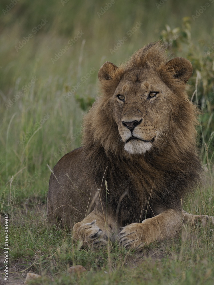Obraz premium A majestic male lion resting calmly in tall grass in the African savanna. The image captures strength, authority, and natural beauty, highlighting the iconic presence of one of Africa’s most powerful 