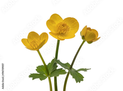 фотографія Three vibrant yellow buttercup flowers with green stems and leaves, blooming bea