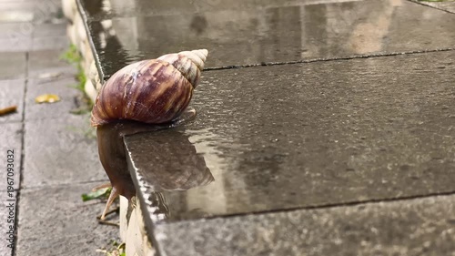 A snail is trying to climb down the wet steps because of the rain