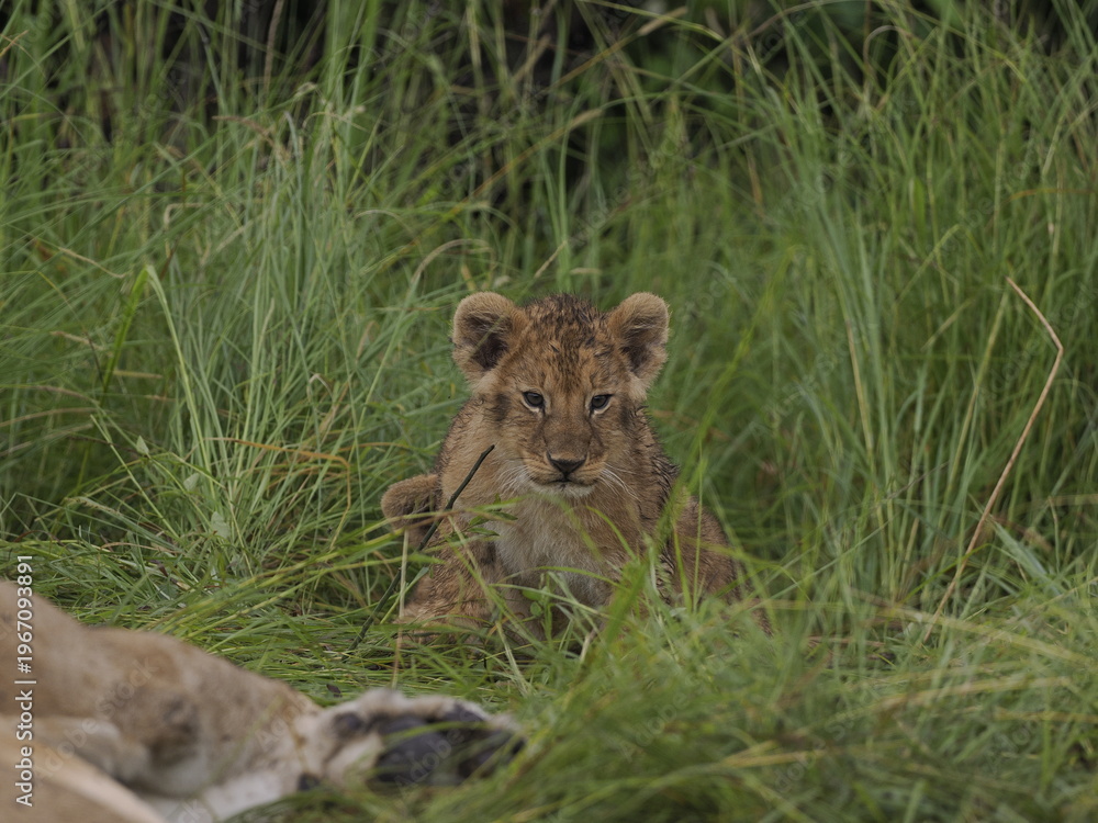 Obraz premium lion cubs rest side by side in the African savanna, with an adult lioness in the background. The image captures family bonding, early life stages, and the gentle side of one of the most powerful preda