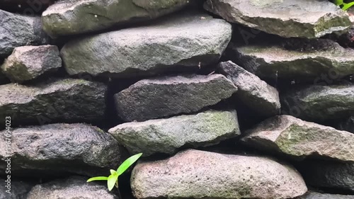 Piles of mossy river stones of various shapes arranged naturally, neatly and with small plants growing in between them