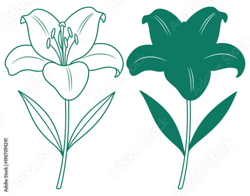 Elegant lily illustrations a pair of botanical drawings in contrasting shades of white and teal