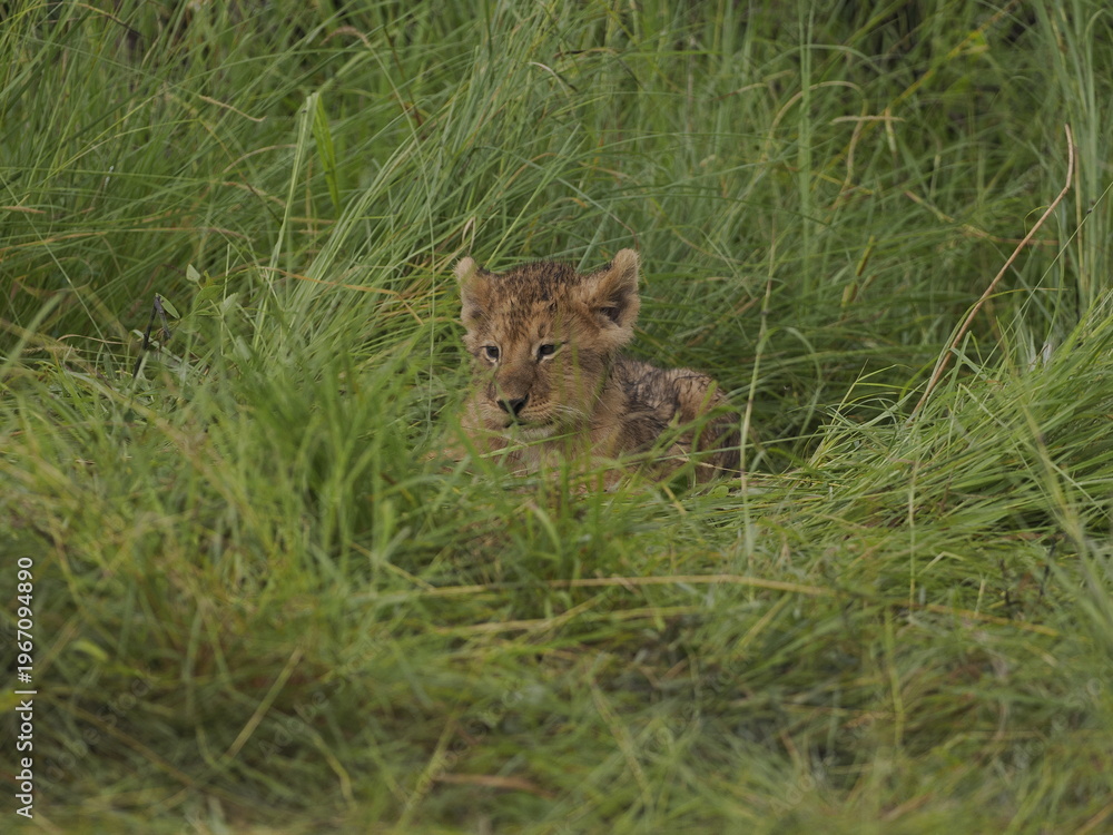 Obraz premium lion cubs rest side by side in the African savanna, with an adult lioness in the background. The image captures family bonding, early life stages, and the gentle side of one of the most powerful preda