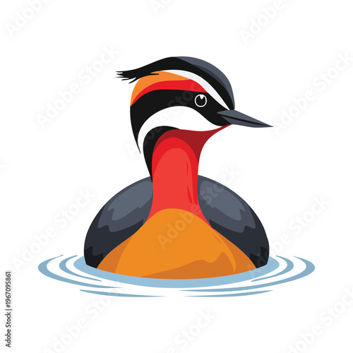 Colorful grebe bird floating on water vector illustration design