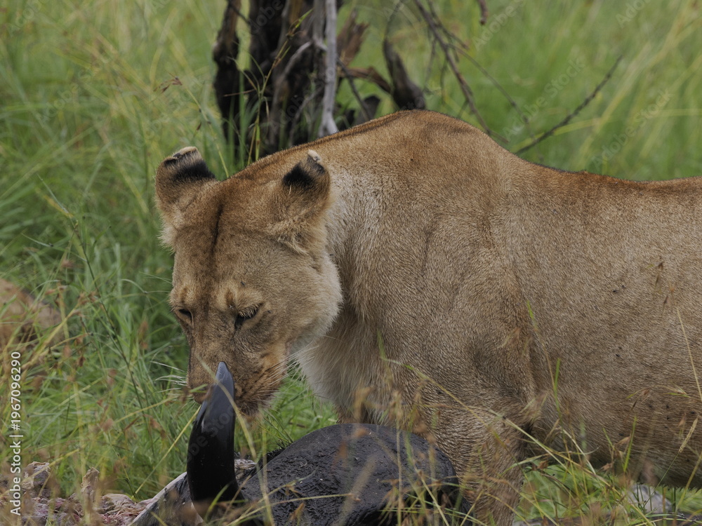 Naklejka premium Group of lions moving together across open savannah grassland. The image captures natural social behavior and group dynamics of predators in their habitat, illustrating strength, cooperation, and surv