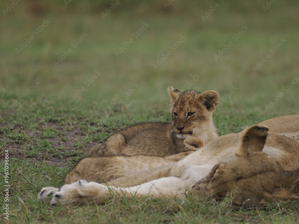 Fototapeta premium Group of lions moving together across open savannah grassland. The image captures natural social behavior and group dynamics of predators in their habitat, illustrating strength, cooperation, and surv