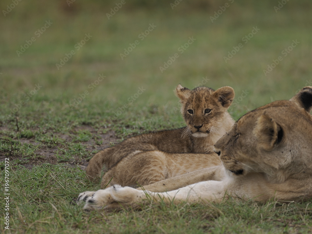 Fototapeta premium Group of lions moving together across open savannah grassland. The image captures natural social behavior and group dynamics of predators in their habitat, illustrating strength, cooperation, and surv