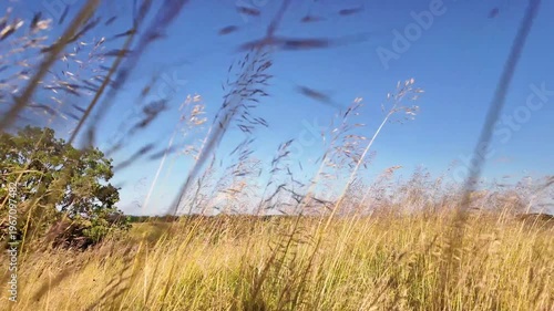 Tranquil sunny summer landscape with green fields and hills in south-eastern Europe, Serbia.