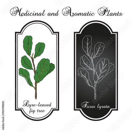 Lyre-leaved fig tree (Ficus lyrata), ornamental plant. Hand drawn botanical vector illustration