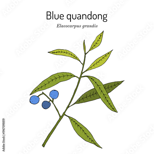 Blue quandong (Elaeocarpus grandis), edible and medicinal plant. Hand drawn botanical vector illustration