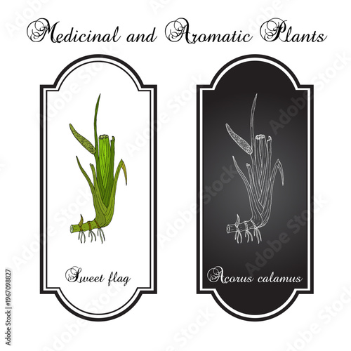 Acorus calamus or sweet flag medicinal herb. Hand drawn botanical vector illustration