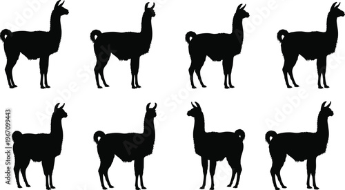 collection of llama silhouettes, black alpaca vector set, isolated farm animal icons, livestock illustration, minimal design, animal shapes, rural concept