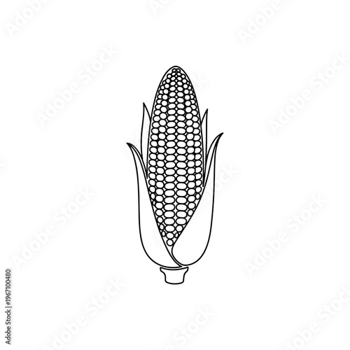 corn on cob fresh vegetable organic farm harvest food ingredient. Used for agriculture, cooking, and healthy eating themes