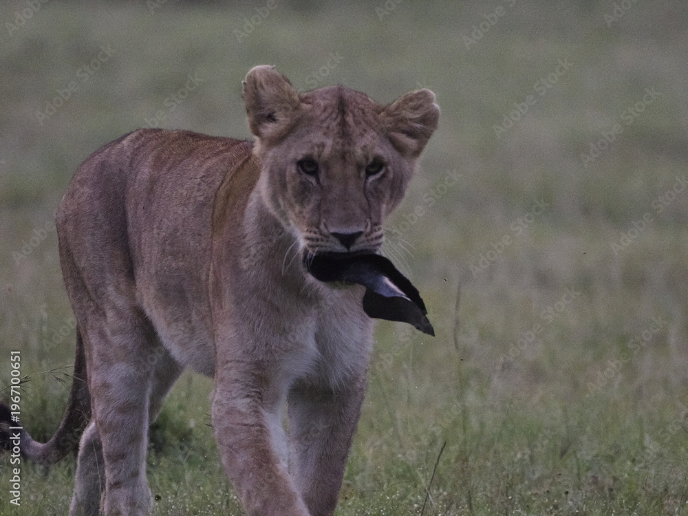 Fototapeta premium Young lion walking across savannah grassland carrying prey in its mouth. The image captures a raw moment of wildlife behavior, highlighting predator instincts, survival, and the natural food chain in 